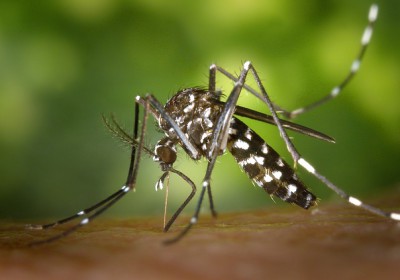 Virus Zika : L’annulation et le remboursement des voyages