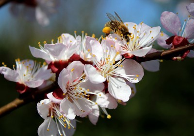 Pesticides. L’Europe au secours des abeilles ?
