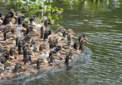 Grippe aviaire. Rebelote pour les canards.
