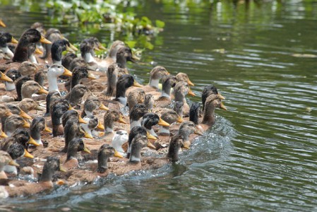 grippe-aviaire-canards-foie-gras