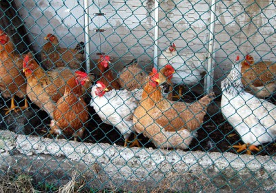 Œufs de poules en cage. Des distributeurs disent stop