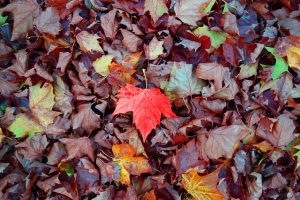 feuilles-mortes-voisinage-jardin