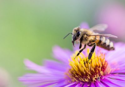 Pesticides tueurs d’abeilles. L’interdiction s’impose