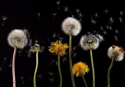 Pollens : le point sur les risques allergiques