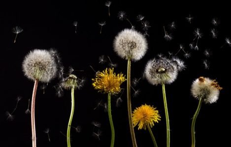 pollens-risques-allergiques