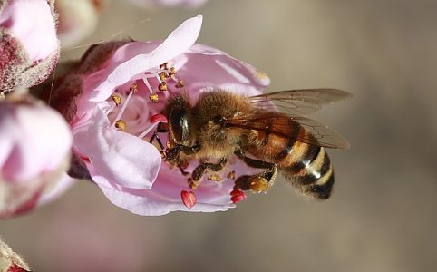 pesticides-abeilles