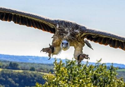 Sociétés de recouvrement – Stop au harcèlement et aux pratiques de vautours