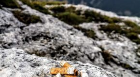 Panorama Conso mis en ligne le 23 08 2025