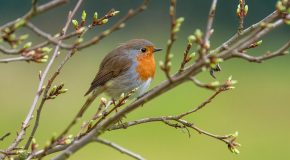 Panorama Conso mis en ligne le 13 12 2025