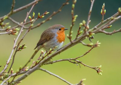 Panorama Conso mis en ligne le 13 12 2025